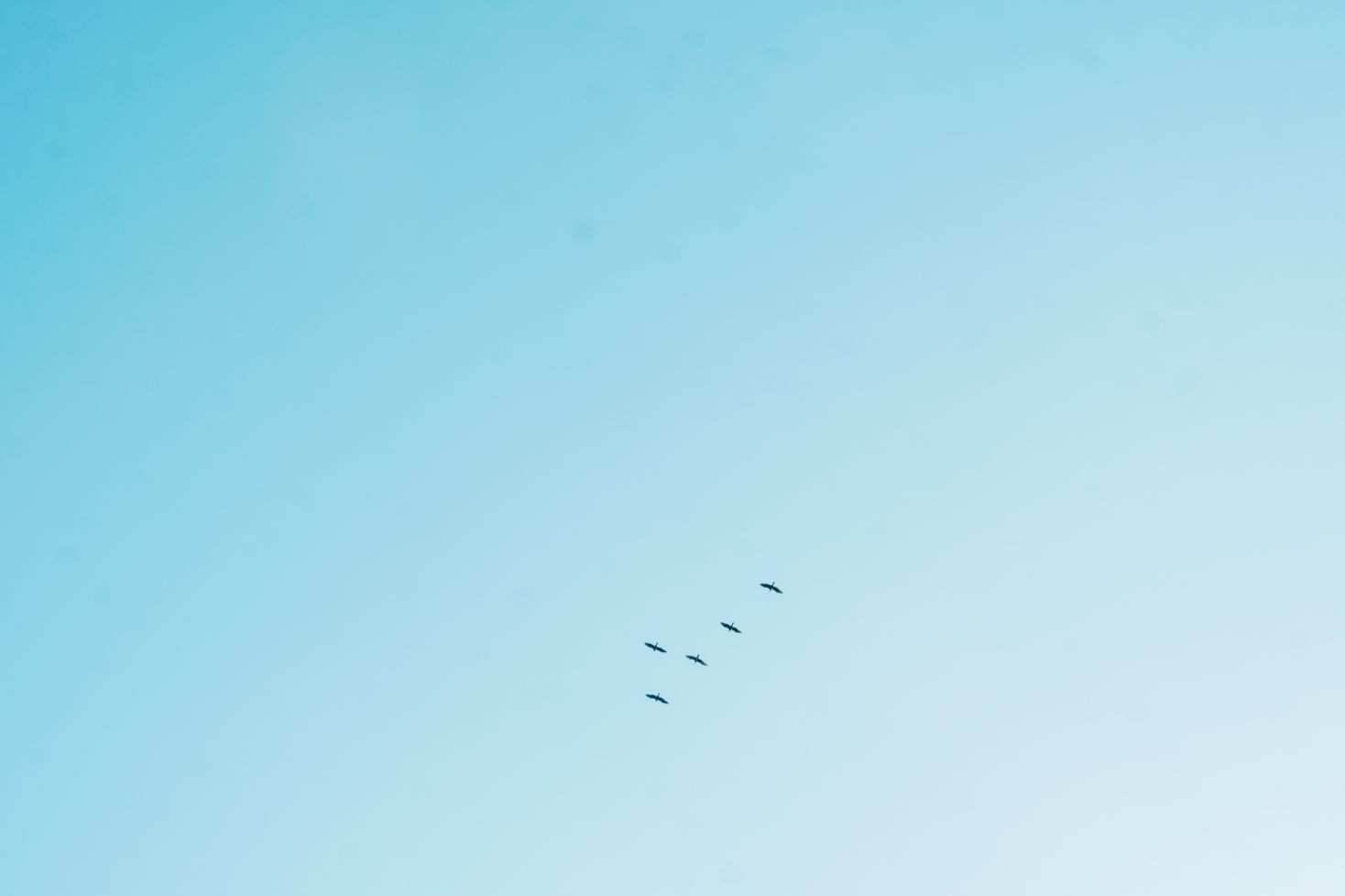 シキラマについて